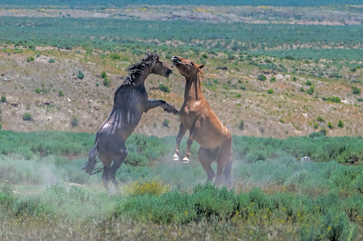 Two wild horses (mustangs) fighting At Sand wash Basin where mustang struggle for dominance to determine position or inclusion in a band or dominance for mating. Sand wash is a huge area set aside for wild horses in northwest Colorado in western United States of America. Nearest towns are Maybell, Craig and Steamboat Springs, Colorado. This is about 4 hours drive west of Denver.