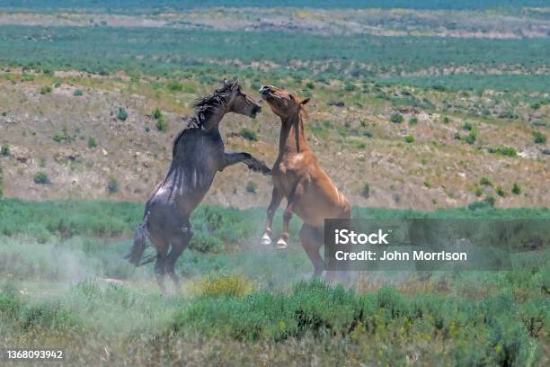 Two Wild Horses Fighting At Sand Wash Basin Stock Photo - Download Image Now
