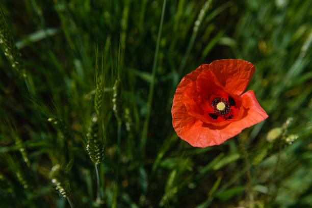 Open red poppy flower in a green field.