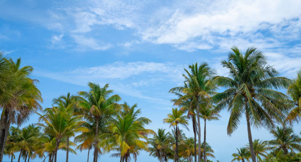 istock Beautiful palms trees against blue sky . 1368097278
