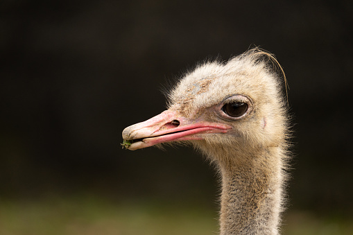 Ostrich portrait, head closeup with grass in the beak