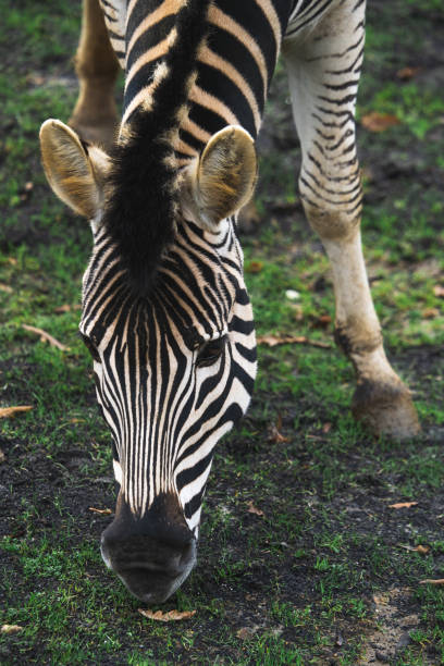 istock Zebra portrait eating grass, grazing 1368097553