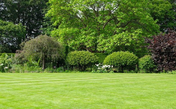 istock Grass Lawn and Leafy Trees in a Garden 1368099354
