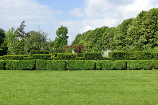 istock Grass Lawn and Leafy Trees in a Garden 1368099367