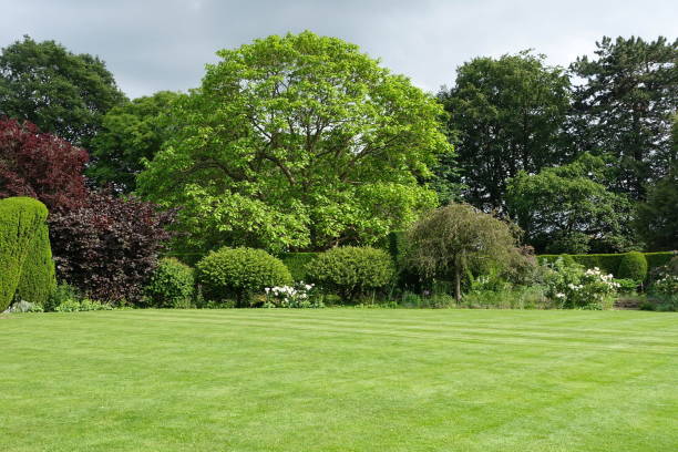 istock Grass Lawn and Leafy Trees in a Garden 1368099368
