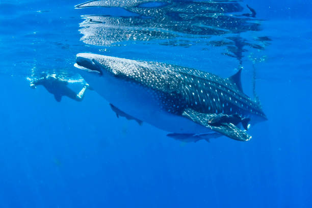 istock whale shark taken a few meters away 1368100831