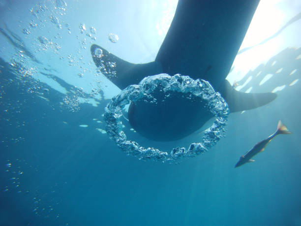 istock whale shark taken a few meters away 1368100836