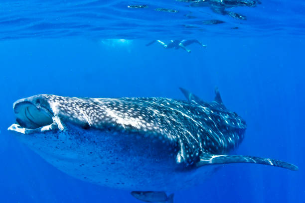 istock whale shark taken a few meters away 1368100845