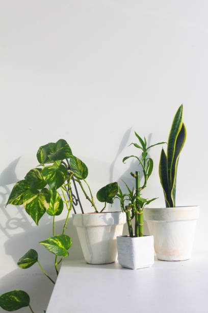 istock Stylish indoor garden filled devils ivy, snake and bamboo plants 1368101006