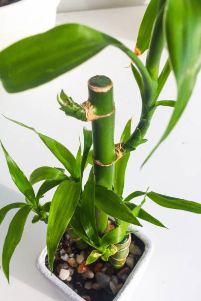 istock close up indoor small bamboo plant in white pot 1368101011