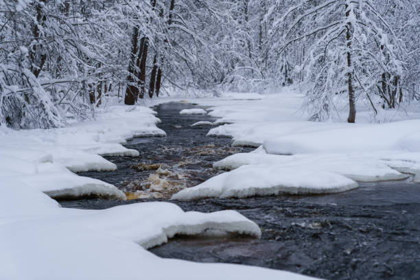 istock Rapid raging river flowing through snowy forest on cold winter gloomy day 1368101267