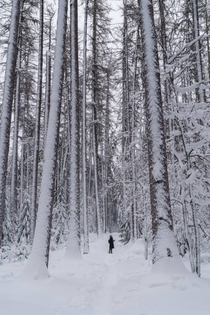 冬のスウェーデン国立公園を歩く女性、雪に覆われたモミと松の木を見て - rear view winter blizzard nordic countries ストックフォトと画像