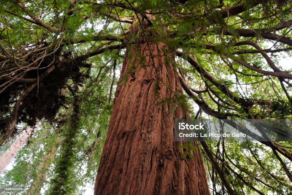 Beautiful Dawn Redwood tree Dawn redwood (Metasequoia glyptostroboides) in The Pinetum in Kew Gardens, London, UK Branch - Plant Part Stock Photo