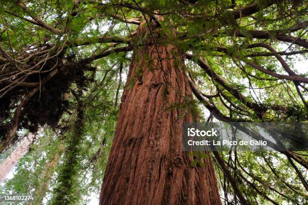 Beautiful Dawn Redwood Tree Stock Photo - Download Image Now - Branch - Plant Part, Forest, Metasequoia