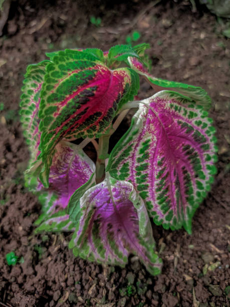 istock beautiful flowers in the garden 1368103592