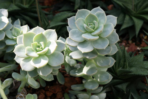 The pale green colours of the fleshy leaves of Echeveria Elegans Mexican Snowball. Echeveria elegans, the Mexican snow ball, Mexican gem or white Mexican rose is a species of flowering plant in the family Crassulaceae, native to semi-desert habitats in Mexico. echeveria stock pictures, royalty-free photos & images