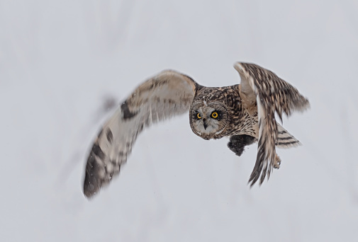 Short eared owl  catched a mouse and flying