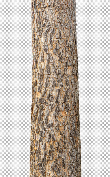 istock Trunk of a Tree Isolated On White Background 1368109138