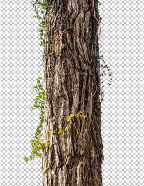 Trunk of a Tree Isolated On White Background