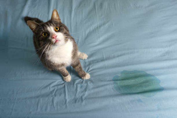 kot siedzący w pobliżu mokrego lub sikającego miejsca na łóżku. kot siusiający lub oddający mocz na łóżko w domu. złe zachowanie kota - uric acid zdjęcia i obrazy z banku zdjęć
