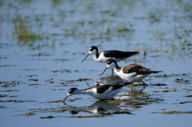 블랙-날개달린 장다리물떼새 신선한 저수시설 marsh - freshwater bird animals in the wild feather animal leg 뉴스 사진 이미지