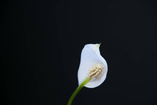istock White Spathiphyllum flower on a black background 1368110768