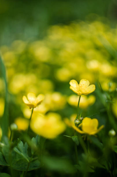istock Fresh wildflowers bloom on the field on a beautiful sunny summer day 1368111455