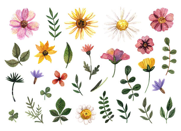 delikatny tłoczony kwiatowy zestaw akwareli i suszone kompozycje kwiatowe na białym tle w naturalnej palecie kolorów. - herbarium stock illustrations