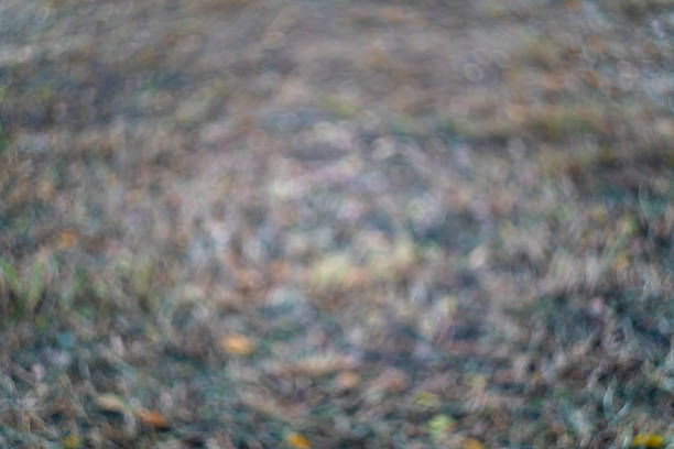 defocused bokeh background of garden trees