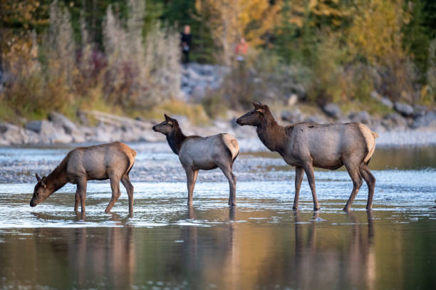Elk (Wapiti), (Cervus canadensis) crossing the Bow River, Canmore, Alberta, Canada,