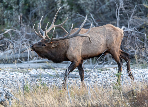 istock Bull Elk (Wapiti), (Cervus canadensis) guarding his harem of cows, Bow River, Canmore, Alberta, Canada, 1368111669