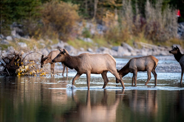 istock Elk (Wapiti), (Cervus canadensis) crossing the Bow River, Canmore, Alberta, Canada, 1368111683