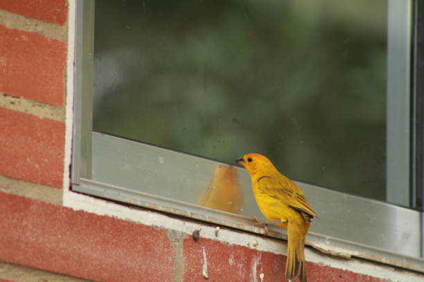 istock Bird looking at its reflection in a glass 1368111742