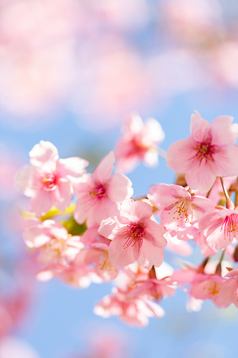 Close Up Of Pink Cherry Blossom With Sunlight