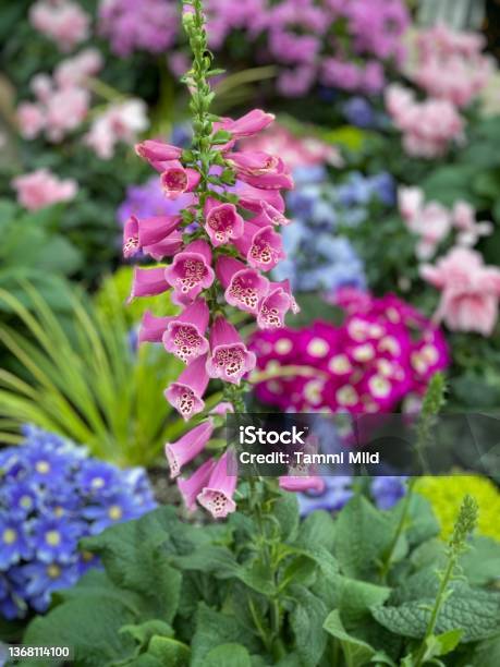 Bell Shape Flowers Fox Grove Plant Stock Photo - Download Image Now - Foxglove, Gardening, Backgrounds