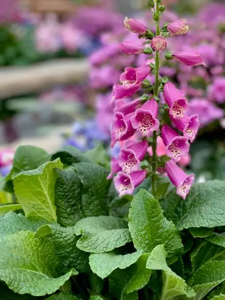 Beautiful spring flowers growing in garden