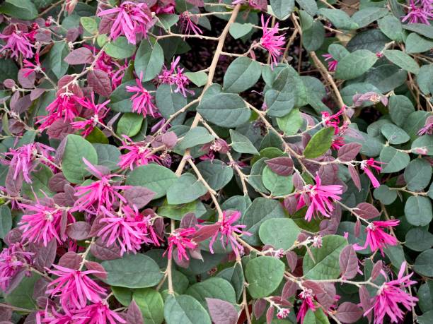 Pink flowers in green vines stock photo