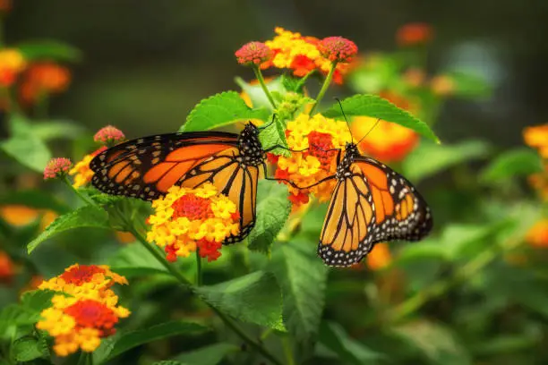 Two monarch butterflies sharing a flower