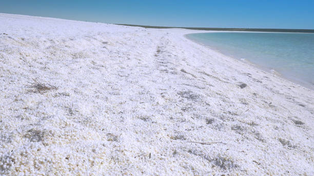 istock looking along shell beach at shark bay in western australia 1368115970