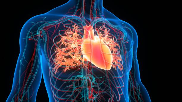 herzanatomie des menschlichen kreislaufsystems - human lung anatomy human heart healthcare and medicine stock-fotos und bilder