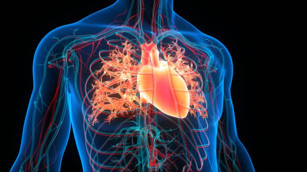 anatomie cardiaque du système circulatoire humain - modèle anatomique photos et images de collection