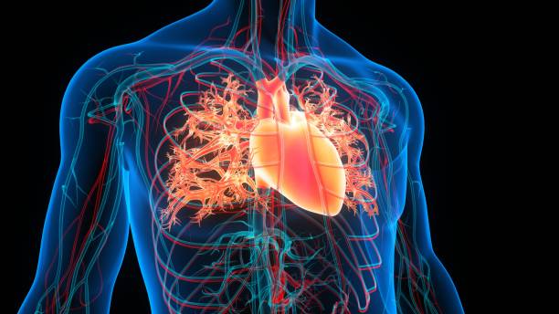 Human Circulatory System Heart Anatomy