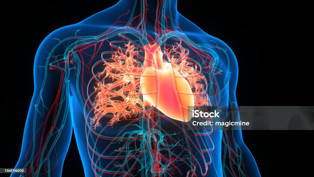 Human Circulatory System Heart Anatomy 3D Illustration Concept of Human Circulatory System Heart Anatomy Heart Disease Stock Photo
