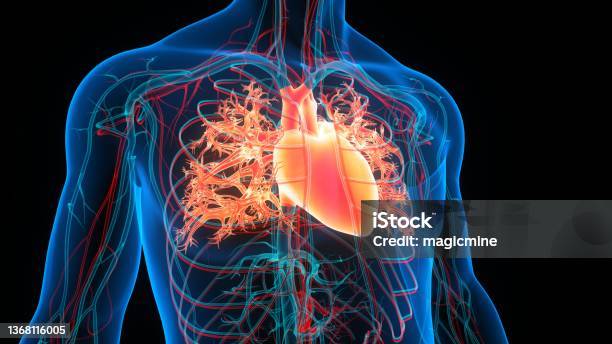 Human Circulatory System Heart Anatomy Stock Photo - Download Image Now - Heart Disease, Cardiovascular System, Heart - Internal Organ