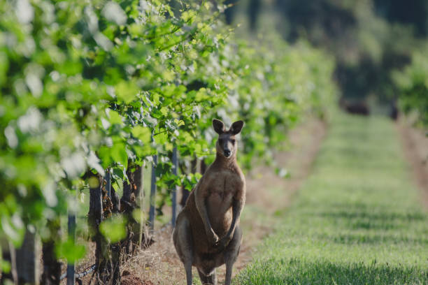 istock Male Kangaroo in Vineyard 1368116242