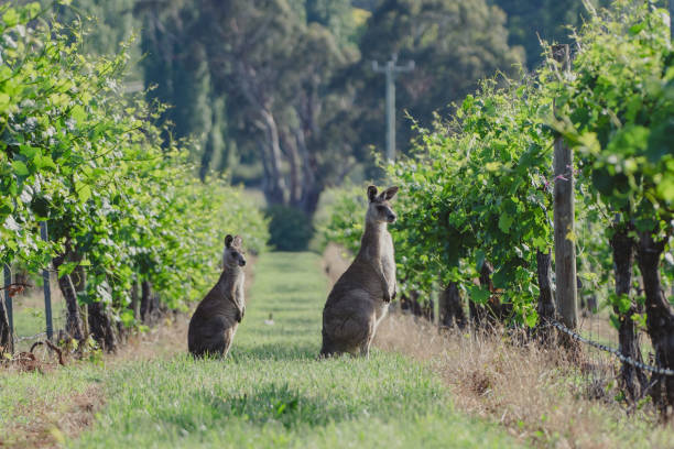 istock Adult Kangaroo with Joey in Vineyard 1368116244