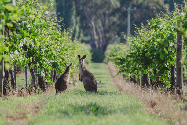 istock Adult Kangaroo with Joey in Vineyard 1368116248