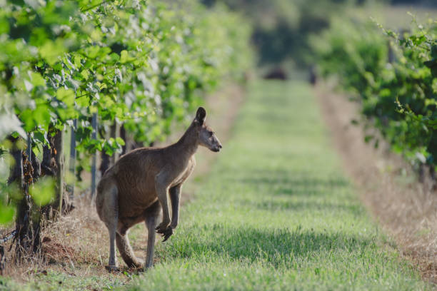 istock Male Kangaroo in Vineyard 1368116249