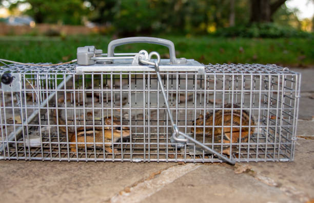 Chipmunks in a Trap Ground Level
