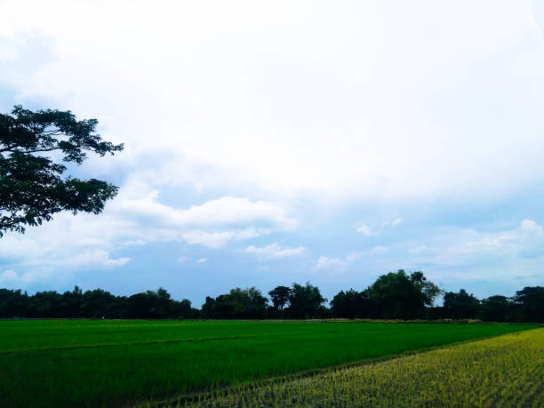 istock A rice field view in a village 1368120133